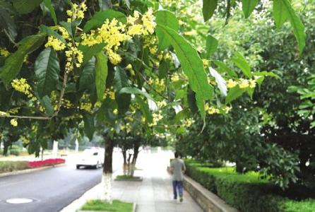 武岡城的萬(wàn)棵桂花樹(shù)已經(jīng)種好啦!