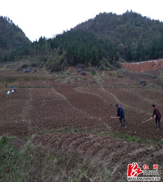 萬畝的玉米地——就在武岡晏田！