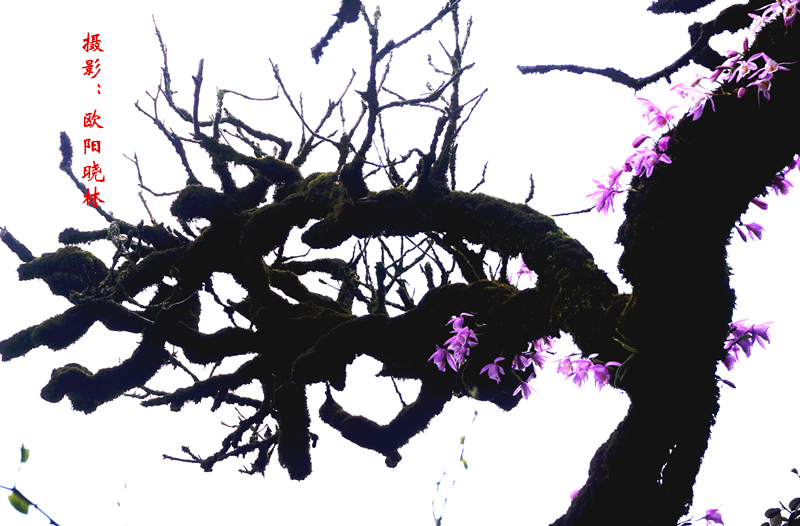 穿越金童山 我们见证罕见奇观--枯树开花