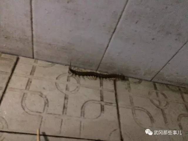 武岡一民房驚魂一幕，18厘米長大蜈蚣盤在墻角！