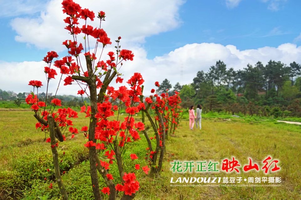 映山红开的好漂亮--武冈城边新发现美景