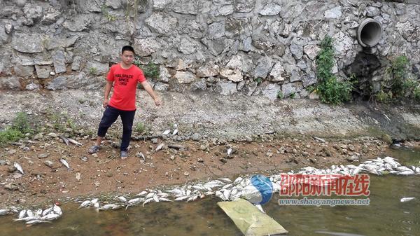 武岡市迎春亭街道攔馬村魚(yú)塘千多尾魚(yú)不到三小時(shí)全死光
