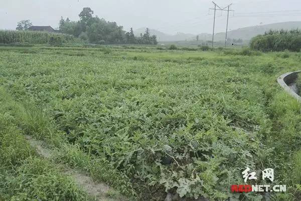 都是暴雨惹的禍！武岡鄧元泰華塘村30萬斤西瓜一半爛在地里！損失慘重！
