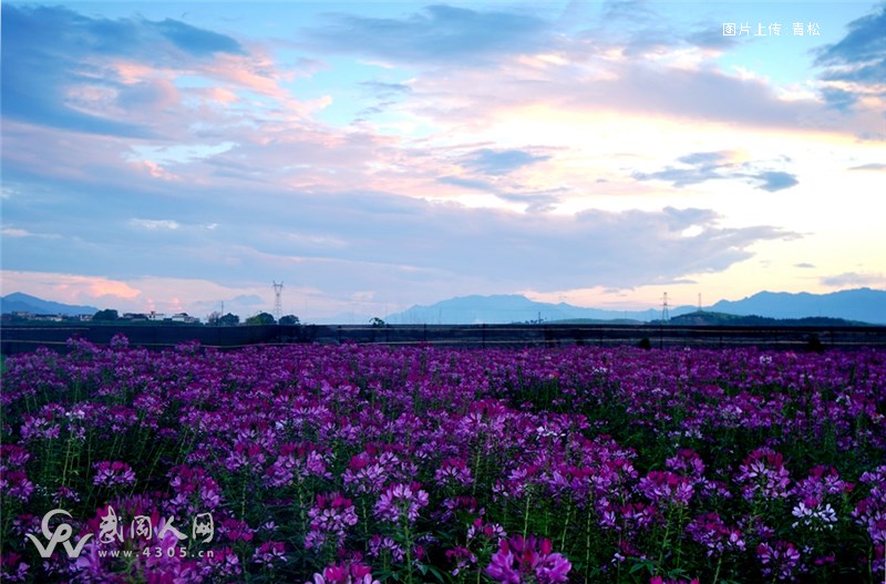 渡头桥花海