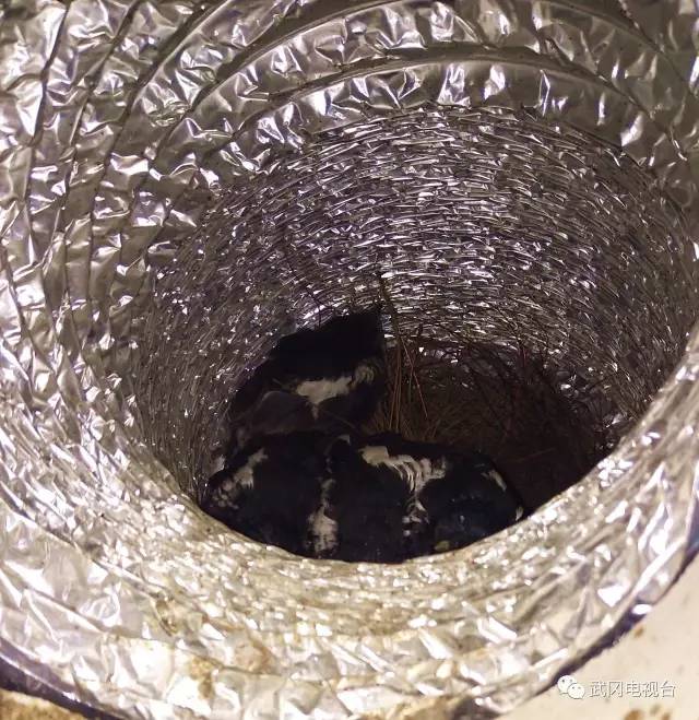 天下奇聞!武岡一鳥窩筑在這里,太令人驚奇，讓人想不到呀！