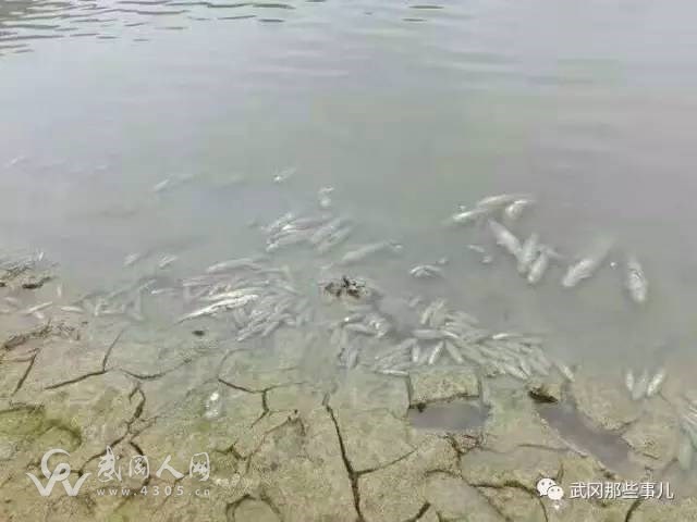 武岡某水庫污染嚴重