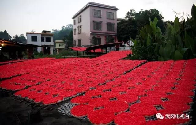 扶沖:米花紅了 客商笑了