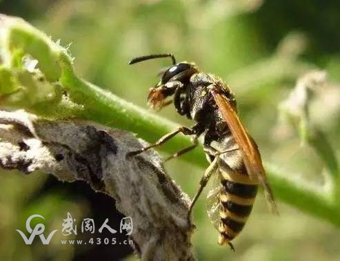 武岡市石羊村一村民被野蜂蜇傷，不幸身亡