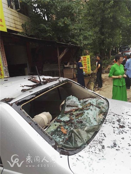 武岡這棵老樹突然倒下，小車被砸了！