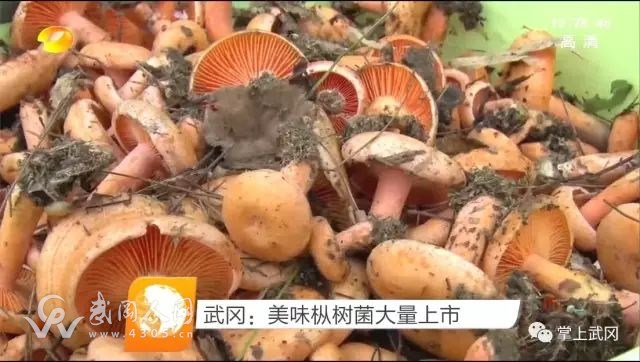 湖南衛(wèi)視報道武岡美食，不在家的千萬別看，流口水了不要怪我