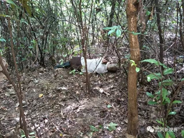 武岡一老人被馬蜂攻擊致死，遺體兩天后才被發(fā)現(xiàn)