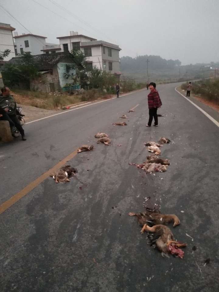 武岡這條路上一群鴨子慘遭碾壓致死,司機逃逸。。。。