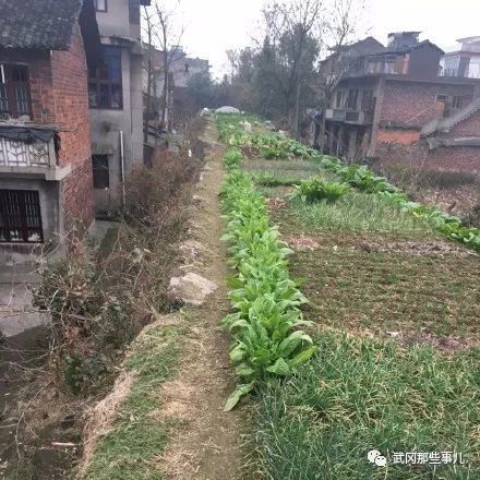 武岡古城墻，城臺淪落成菜地，有人管嗎？