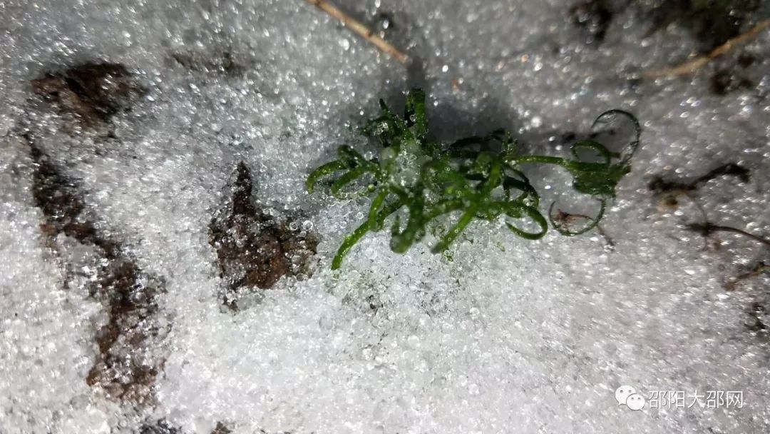 下雪啦!下雪啦!2018武岡第一場雪終于來啦!