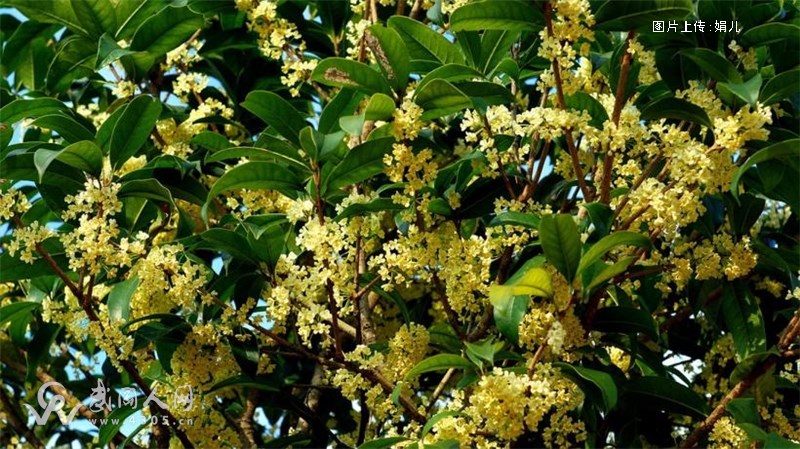 《鹧鸪天.桂花》