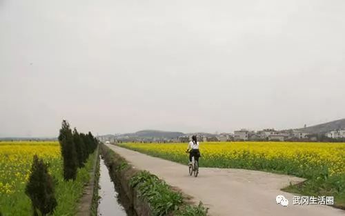 【踏春】武岡三嵐鋪的萬畝油菜花正盛大開放！