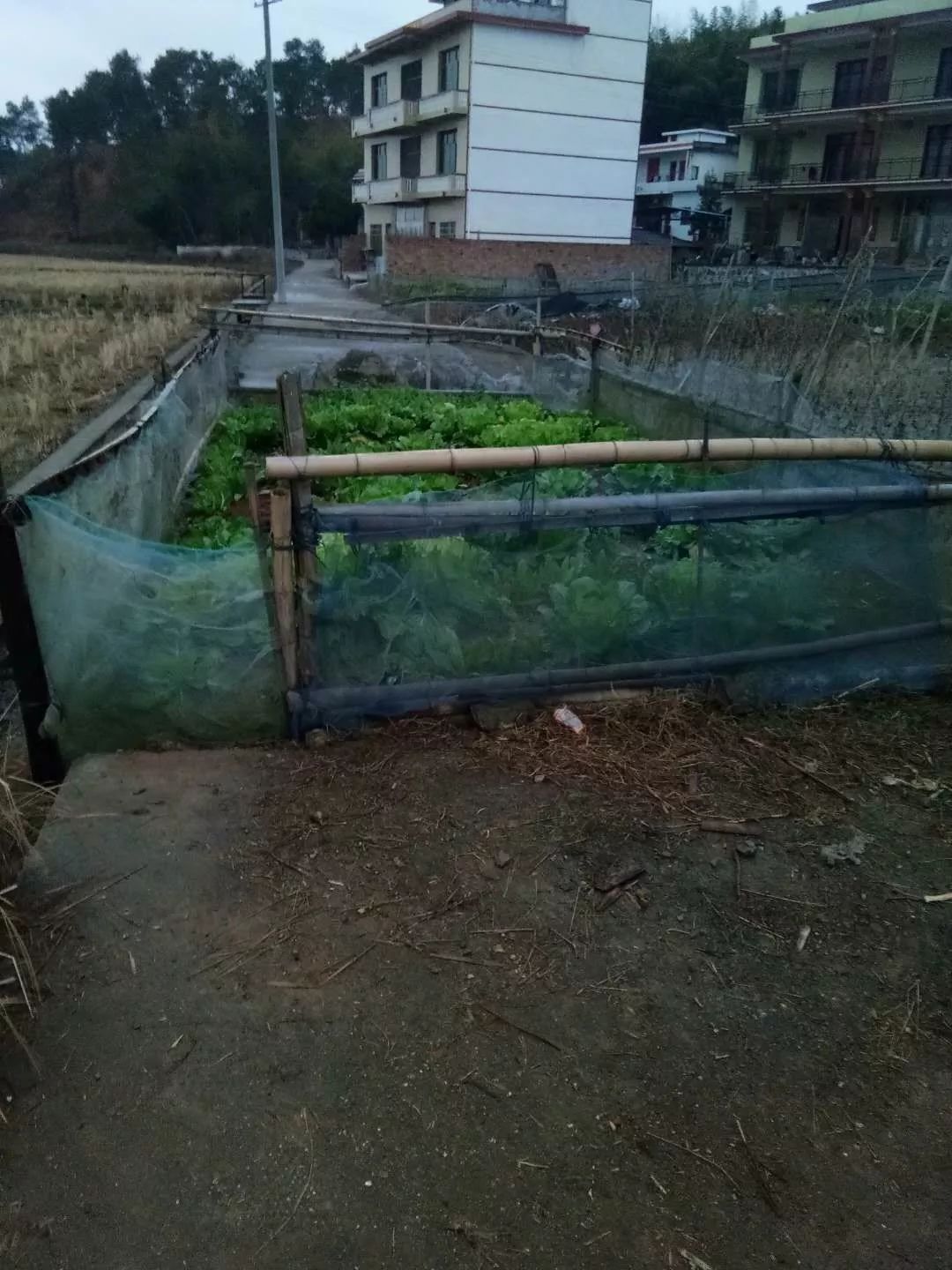 武岡最牛菜地,一條馬路被它切成兩半!