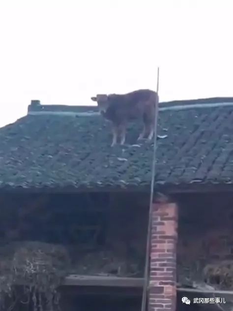 武岡這頭牛爬上屋頂,猜猜它想干什么?