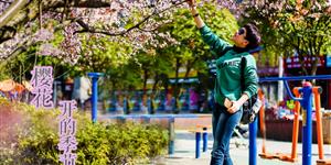 醉美三月武冈古城樱花盛开--你身边的美景，错过可别怪我！