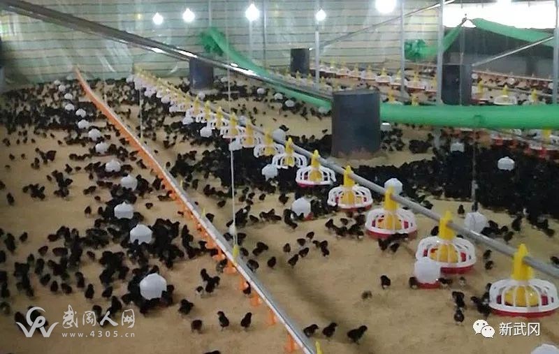 溫氏食品集團有限公司在武岡首批產(chǎn)品出籠上市