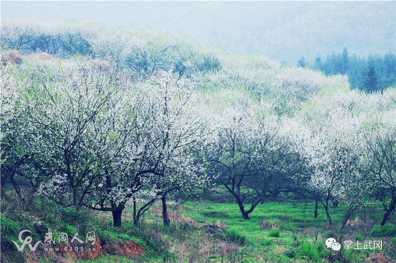 武岡蔡家塘滿山李花綻放如雪 隆回邵陽等地游客都來了!!