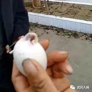 武岡公雞下蛋了？還是個(gè)“帶把”的蛋！