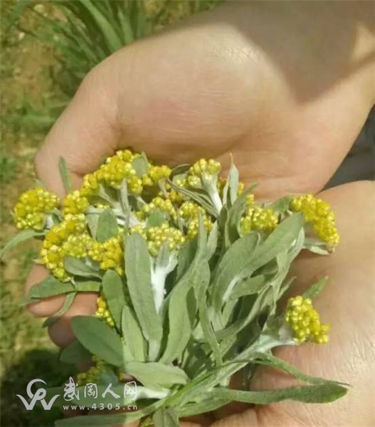 武岡有一種美食叫水密花粑粑,滿滿都是家鄉(xiāng)的味道