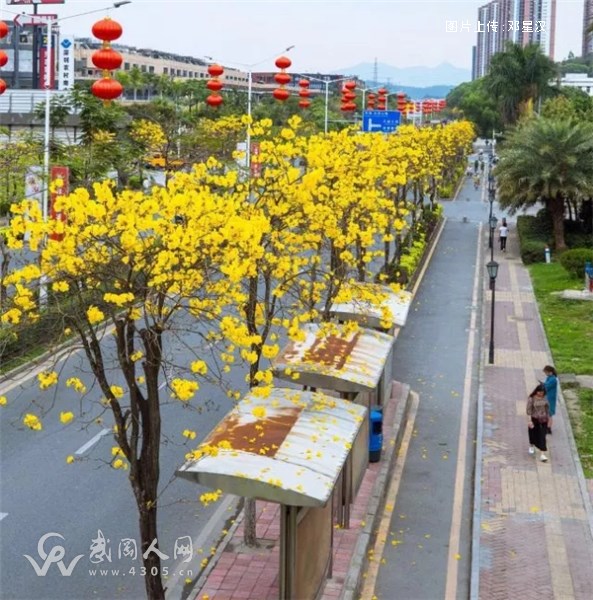 愁浇篱外等花人