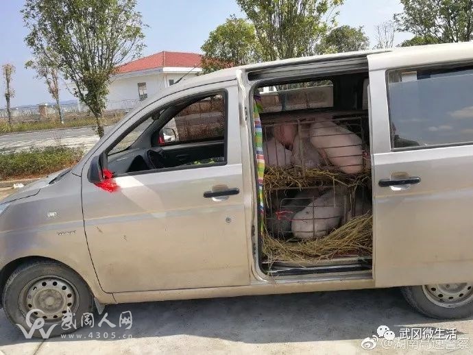 奇聞!武岡小車?yán)镪P(guān)了7頭豬?變成“二師兄”的座駕,被捉到了..