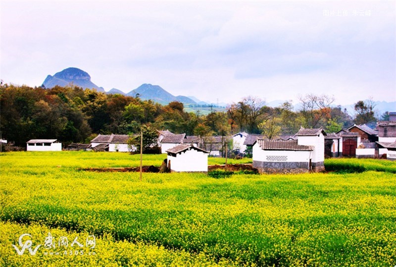 七绝：题城西油菜花海遭冰雹摧残