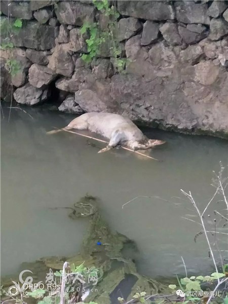 曝光!武岡這條河驚現(xiàn)死豬,到底誰干的?