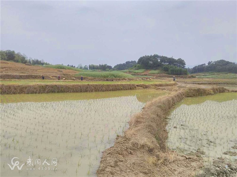 湾头桥镇：谷雨时节春耕忙