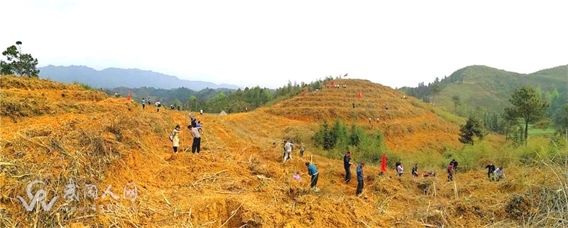 市委办机关干部赴城口村开展义务植树主题党日活动