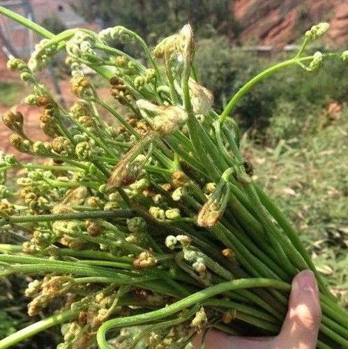 武岡滿山的蕨菜，它到底“致癌”嗎？