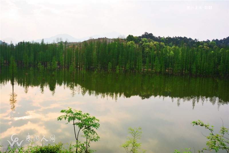 婷婷水杉   浓缩山水之美