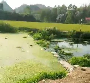 武冈好多人在养猪想致富，结果苦了当地老百姓！