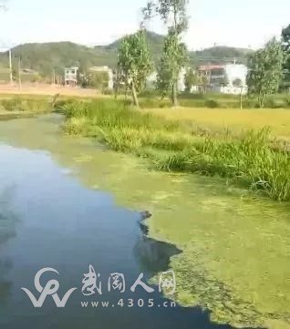 武冈这的河水长满了浮漂，苦了当地老百姓！