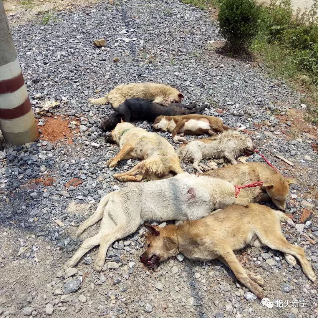 邵阳这里两人因狂犬病身亡，当地大面积扑杀猫狗！（附视频）
