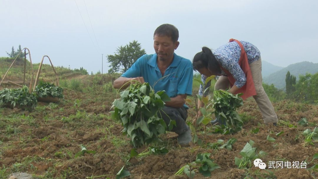 唐時光：勤勞致富摘貧帽 誓讓荒山變寶地
