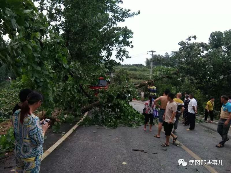 可怕!武岡這里突然狂風(fēng)暴雨!好多大樹被連根拔起!還有...