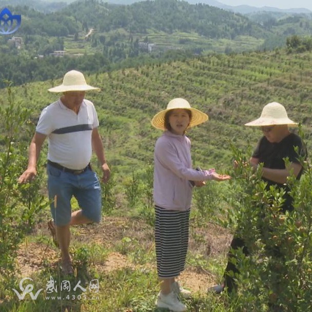 武岡這個村要發(fā)財了!種了600畝果子,可榨油3萬公斤...