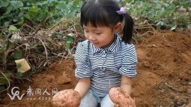 武岡的秋天，有一種記憶叫挖紅薯…你還記得多少？