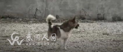 痛心！7歲男童被狗咬傷，已打過疫苗，半月后仍死于狂犬病...