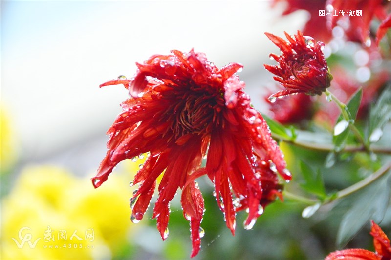 雨 中 秋 菊