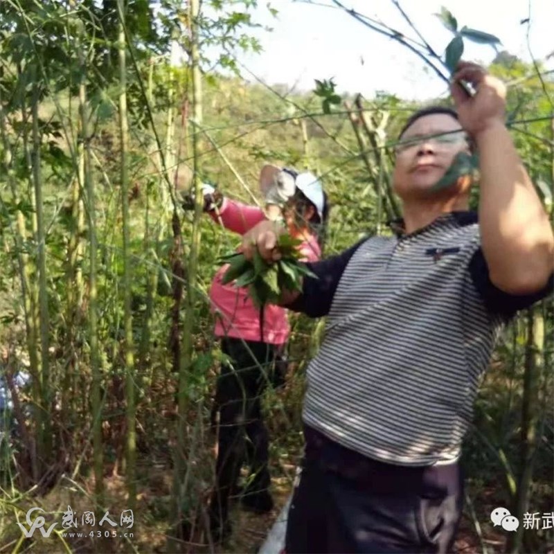 武岡最美扶貧人物，每年給200貧困戶發(fā)放600萬元工資！