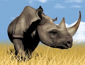 武冈湾头桥发现一只“犀牛”！