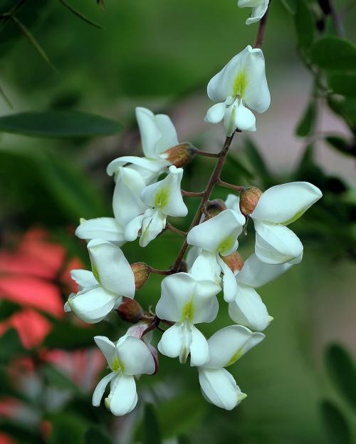槐花3.jpg