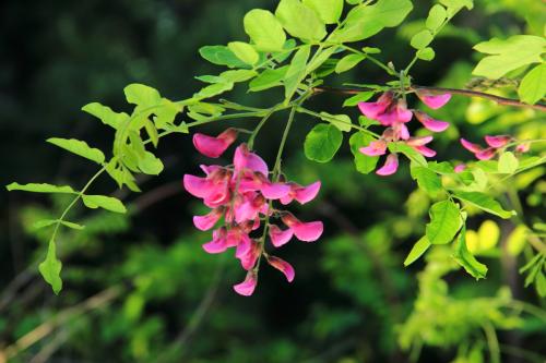 槐花4.jpg