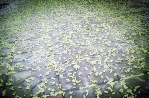 槐花7.jpg
