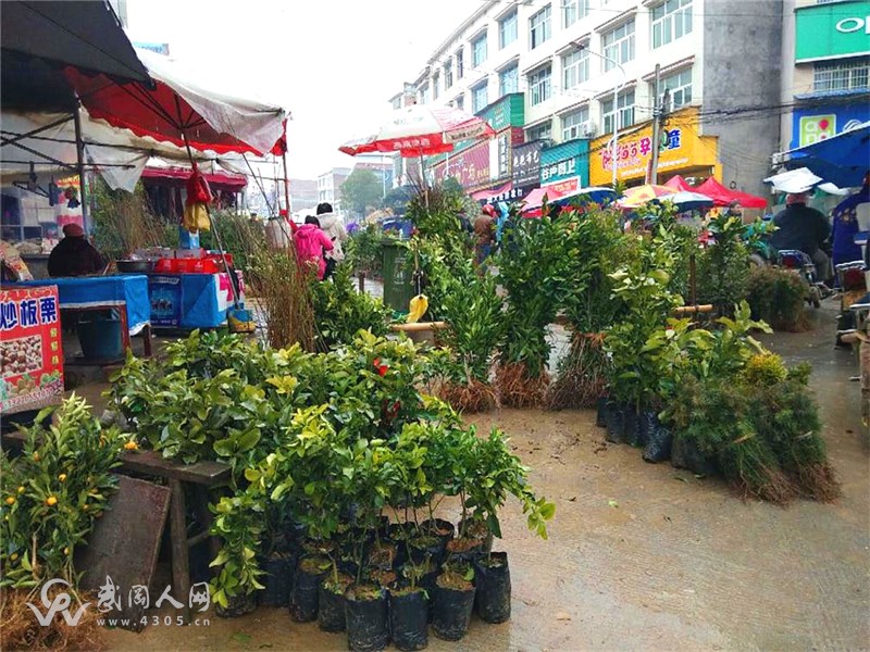 又到一年开春时：湾头桥镇集市果树苗卖得红火